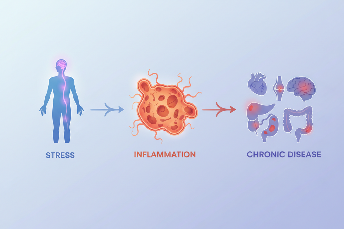 Stress, Inflammation and Chronic Disease